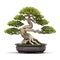 Image of bonsai tree with green leaves and a beautiful shape in a pot on a white background. Illustration, Generative AI