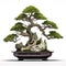 Image of bonsai tree with green leaves and a beautiful shape in a pot on a white background. Illustration, Generative AI