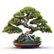 Image of bonsai tree with green leaves and a beautiful shape in a pot on a white background. Illustration, Generative AI