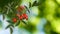 image of branch rose hips on a green background