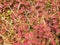 Image of bright red flowers Called Coleus
