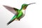 image of brightly colored hummingbirds in flight on white background. Wildlife. Birds. illustration, generative AI