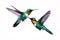 image of brightly colored hummingbirds in flight on white background. Wildlife. Birds. illustration, generative AI