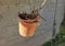 image of broken hanging pot with dried plant inside it