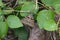 Image of brown butterfly& x28;Moth& x29; on green leaves.