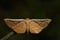 Image of Brown Butterfly Moth Lasiocampidae