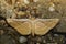 Image of Brown Butterfly Moth Lasiocampidae