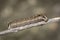 Image of brown caterpillar on branch on natural background. Insect. Brown worm. Animal