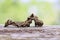 Image of brown caterpillar on brown dry timber. Insect. Animal