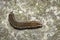 Image of brown caterpillar on the floor. Insect. Brown worm. Animal