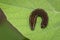 Image of brown caterpillar on green leaf. Brown worm. Insect. Animal