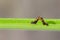 Image of brown caterpillar on green leaves. Insect.