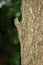 Image of brown chameleon on tree. Reptile. Animal