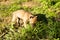 Image of brown dog. Feeding stray dog.