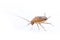 Image of brown forest cockroach on white background. From side view. Insect. Animal