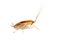 Image of brown forest cockroach on white background. From side view. Insect. Animal