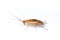 Image of brown forest cockroach on white background. From side view. Insect. Animal