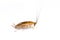 Image of brown forest cockroach on white background. From side view. Insect. Animal