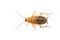 Image of brown forest cockroach on white background. From top view. Insect. Animal