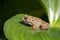 Image of brown frog on green leaves. Pelophylax ridibundus. Animal. Amphibians