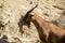 Image of a brown goat on nature background.