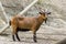 Image of a brown goat on nature background.