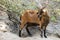 Image of a brown goat on nature background.