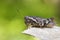 Image of a Brown grasshopper Acrididae on natural background.