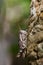 Image of a Brown grasshopper Acrididae on natural background.