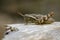 Image of a Brown grasshopper Acrididae on natural background.