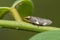 Image of brown leafhopper on natural background. Insect. Animal