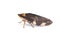 Image of brown leafhopper on white background. Insect. Animal
