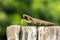 Image of brown mantis on nature background.