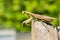 Image of brown mantis on nature background.