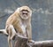 Image of a brown rhesus monkeys.