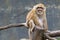 Image of a brown rhesus monkeys.