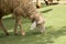 Image of a brown sheep munching grass.