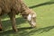 Image of a brown sheep munching grass.