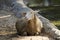 Image of a brown sheep relax.