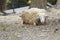 Image of a brown sheep relax on nature background.