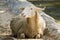 Image of a brown sheep relax on nature background in thailand.