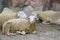 Image of a brown sheep relax on nature background in thailand.