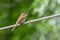 Image of brown shrike Lanius cristatus on nature background. Bird. Animals