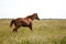 Image of a brown throughbred horse mare running field. Chestnut thoroughbred horses