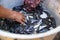 Image of bucket with fresh fishes