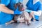 Image of a bulldog being examined at the clinic. Two doctors. Veterinary medicine concept. Taking care of pets.