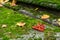 Image of Bunch of ashberry on the mossy grave in the church yard