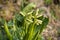 Image bush of unopened buds of garden flowers close-up