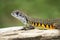 Image of Butterfly Agama Lizard Leiolepis Cuvier