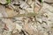 Image of butterfly agama lizard & x28;Leiolepis Cuvier& x29;